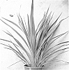 plant%20named%20%27Sprilecstar%27