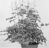 plant%20named%20%27Hip%20Hop%27