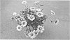 Osteospermum%20plant%20named%20%27SAKOST8436%27