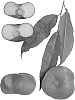 Peach%20tree%20named%20%27Sauzee%20Gem%27