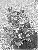 plant%20named%20%27TEC60109105%27
