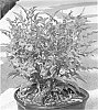 plant%20named%20%27TEC6010916%27