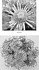 plant%20named%20%27CIDZ0033%27