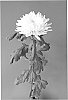 plant%20named%20%27Dekyazoo%27