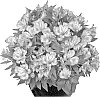 plant%20named%20%27Tesima%27