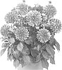 plant%20named%20%27Fidahhypchepi%27