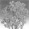 plant%20named%20%27Zalimclou%27