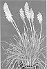 plant%20named%20%27KNI609%27