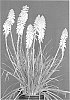 plant%20named%20%27KNI606%27
