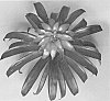 Guzmania%20plant%20named%20%27DURAREV%27