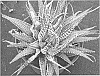 Haworthia%20plant%20named%20%27New%20York%27