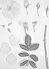 Shrub%20rose%20plant%20named%20%27KORfizzlem%27