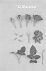 Miniature%20rose%20plant%20named%20%27KORscamer%27