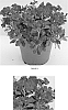 plant%20named%20%27ABRZ0001%27