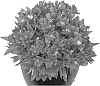 plant%20named%20%27Tesdoba%27