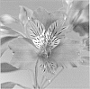 plant%20named%20%27Zalsareno%27