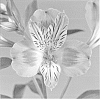 plant%20named%20%27Zalsalyna%27