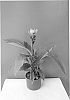 plant%20named%20%27Curchocro%27