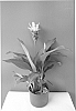plant%20named%20%27Curchocwi%27