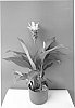 plant%20named%20%27Curchocwi%27