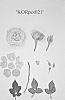Miniature%20rose%20plant%20named%20%27KORpot021%27