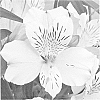 plant%20named%20%27Zalsasno%27