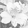 plant%20named%20%27Zalsasno%27