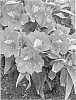 plant%20named%20%27Zaprikate%27