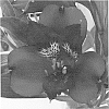 plant%20named%20%27Zalsafruz%27