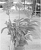plant%20named%20%27Big%20Red%27