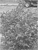 plant%20named%20%27Redell%27