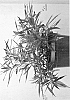 plant%20named%20%27Starlight%27