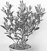 plant%20named%20%27Buttons%27