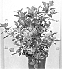 plant%20named%20%27Platinum%27
