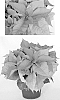 Poinsettia%20plant%20named%20%27PER510%27