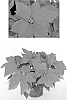 Poinsettia%20plant%20named%20%27PER%201270%27
