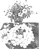 plant%20named%20%27Sunmaricoho%27