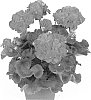 plant%20named%20%27Pacludo%27