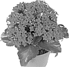 plant%20named%20%27Fikalamboy%27
