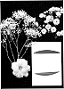 plant%20named%20%27Esm%20G007%27