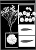 plant%20named%20%27Esm%20G027%27