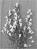 plant%20named%20%27Hakuryu%27