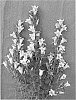 plant%20named%20%27Hakuryu%27