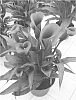 Variety%20of%20calla%20lily%20named%20%27Paco%27