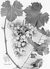 Grapevine%20plant%20named%20%27Sugrafortytwo%27