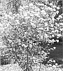plant%20named%20%27Spiro%27