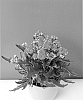 plant%20named%20%27Katapifa%27