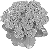 plant%20named%20%27Fikalcerros%27