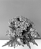 plant%20named%20%27Katarore%27