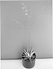 plant%20named%20%27African%20Albino%27